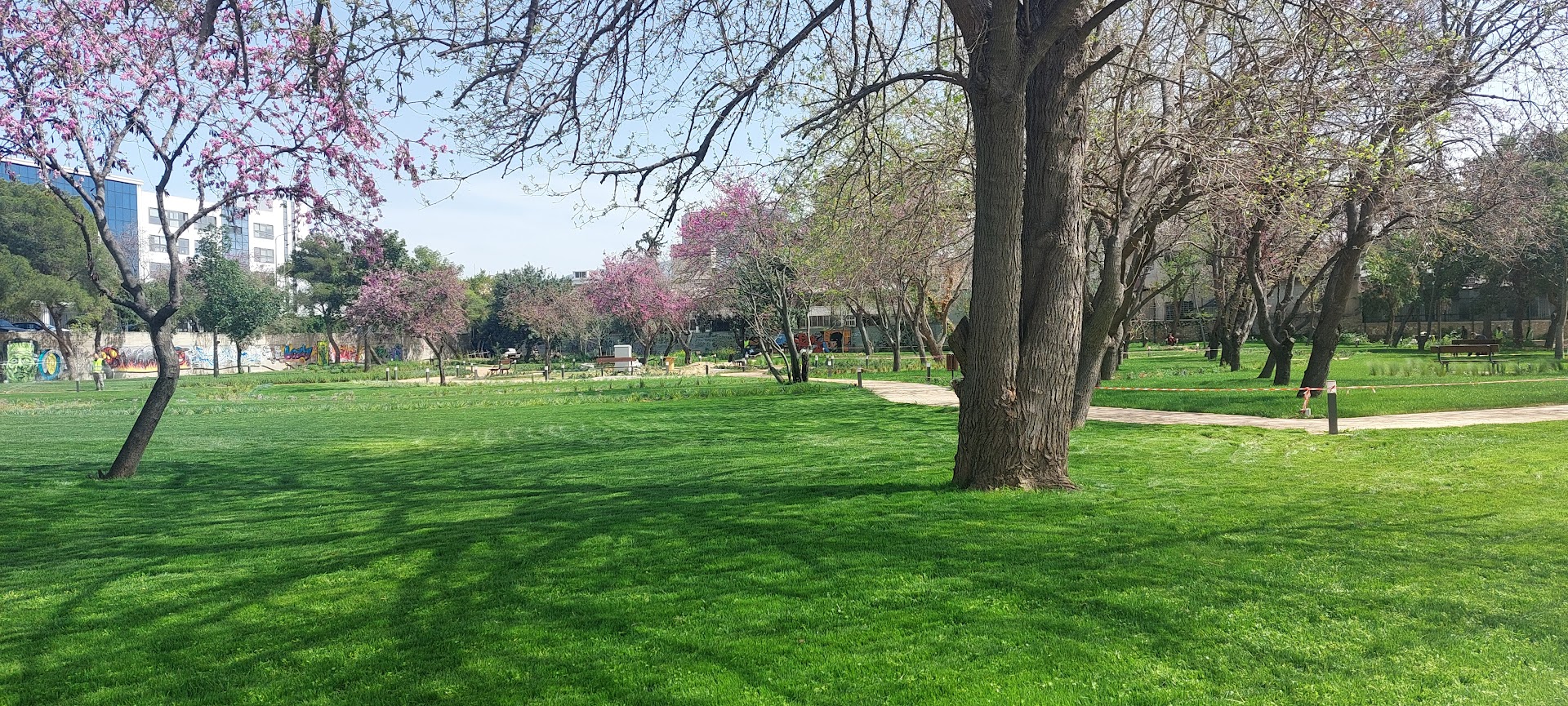 Spring cherry blossoms on campus lawn