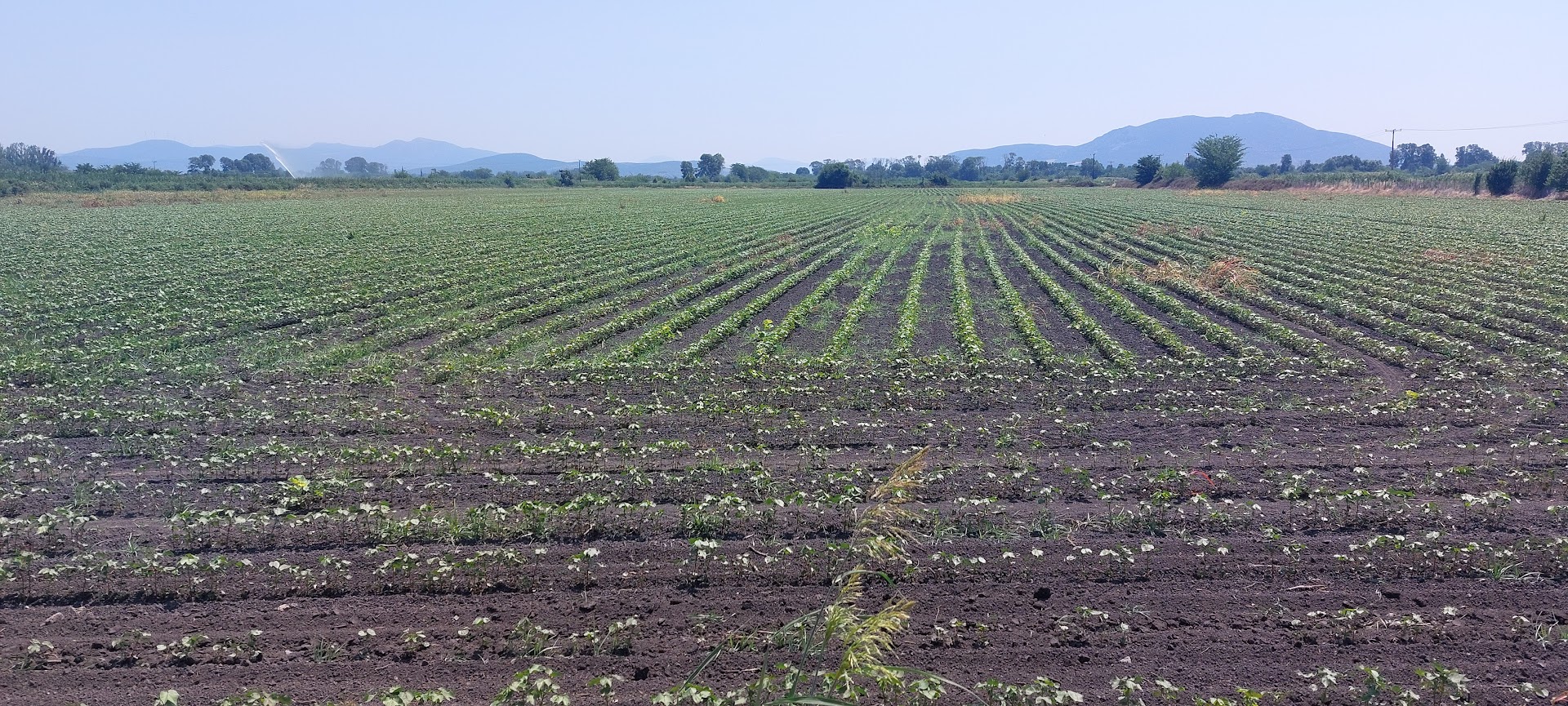 Agricultural fields stretching to the mountains