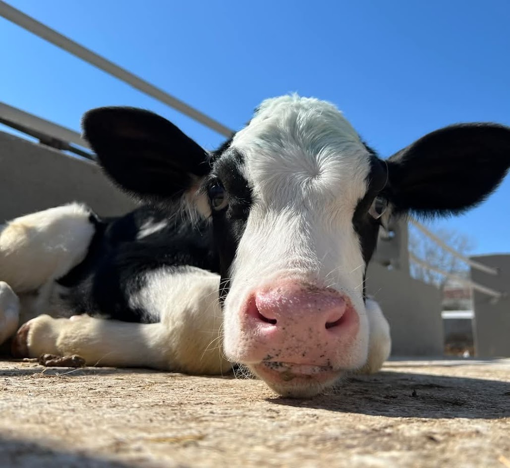 Animal science — One Health